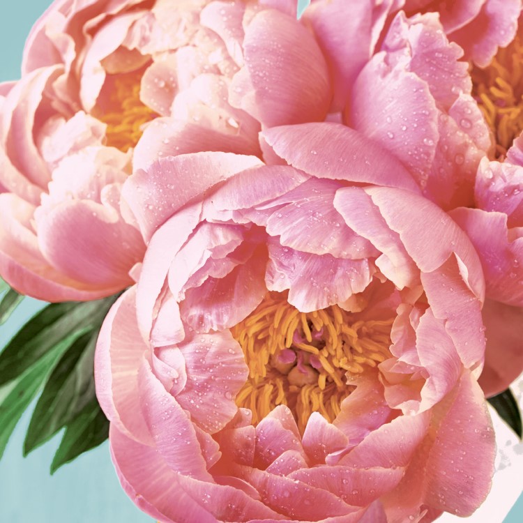 Servetten Paper+Design, Pink Peony, 33 x 33 cm, 20 stuk(s)
